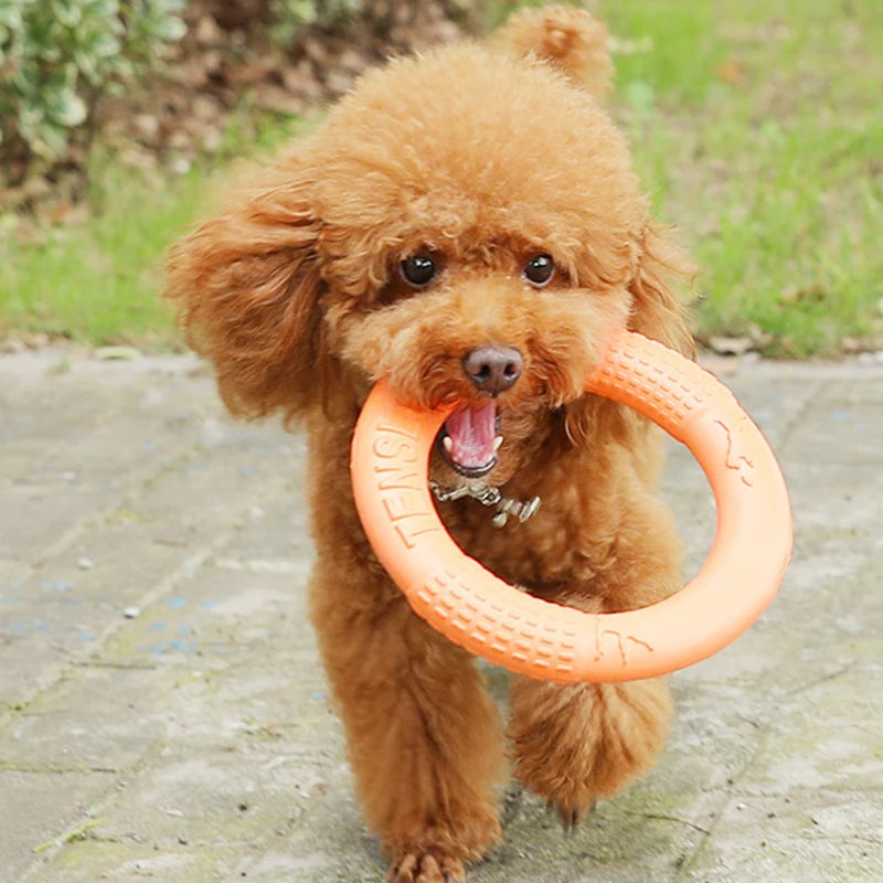 Ein flauschiger brauner Hund hält eine orangefarbene EVA-Flugscheibe mit einem Ringpuller.