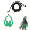 A green parrot harness and black elastic leash set with a dove-like bird.