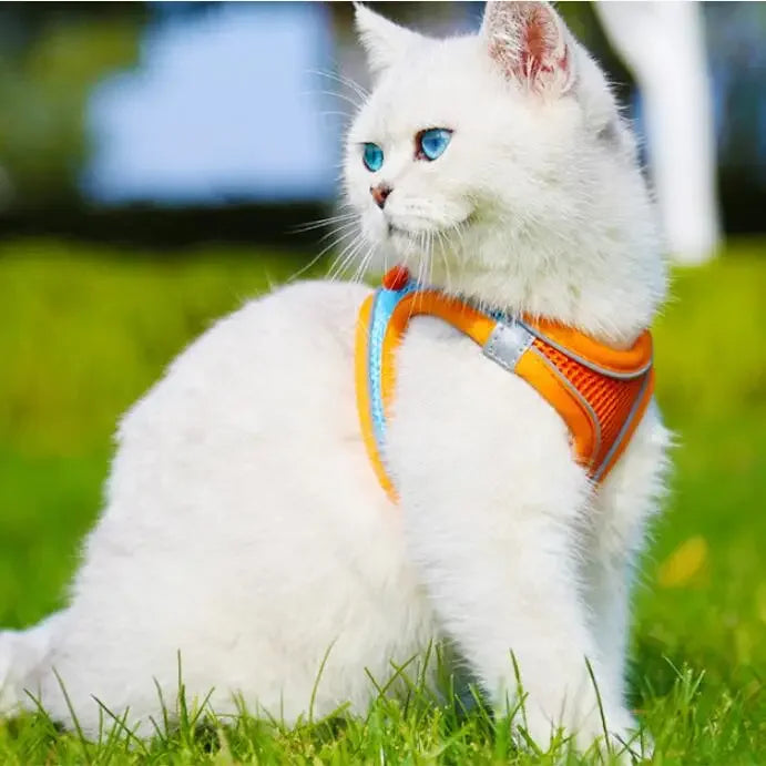 A white cat with blue eyes wearing an orange harness sitting in green grass.