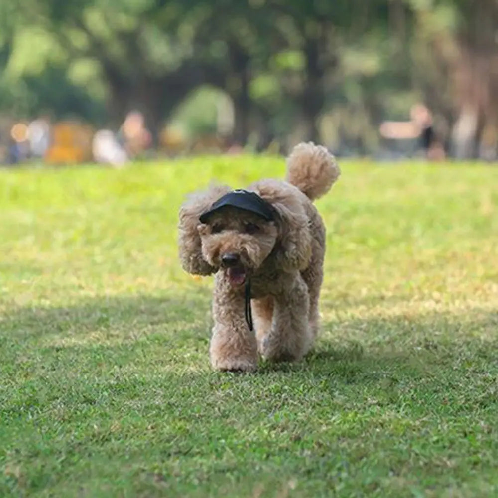 Ein flauschiger brauner Hund mit schwarzer Baseballkappe in einer grünen Außenumgebung.