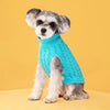 A small, fluffy dog is wearing a bright turquoise turtleneck knit sweater.