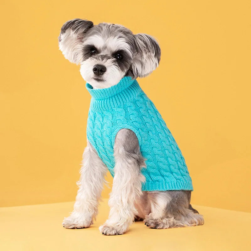 A small, fluffy dog is wearing a bright turquoise turtleneck knit sweater.