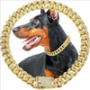 Ein schwarz-taniges Hund mit einer luxuriösen goldenen Metall-Cuban-Kette als Halsband für Haustiere.