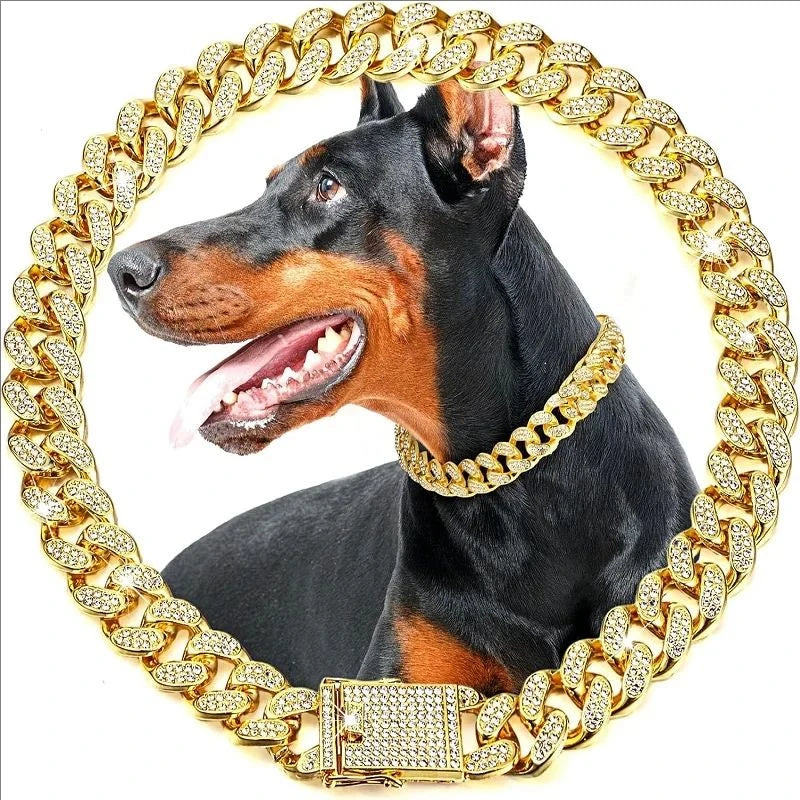 Ein schwarz-taniges Hund mit einer luxuriösen goldenen Metall-Cuban-Kette als Halsband für Haustiere.