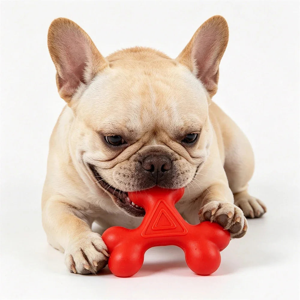 A light fawn French Bulldog puppy holding a red hexagonal TPR dog chew toy.