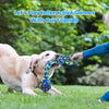 A light-colored dog is playing with a blue knot rope toy outdoors on the grass.