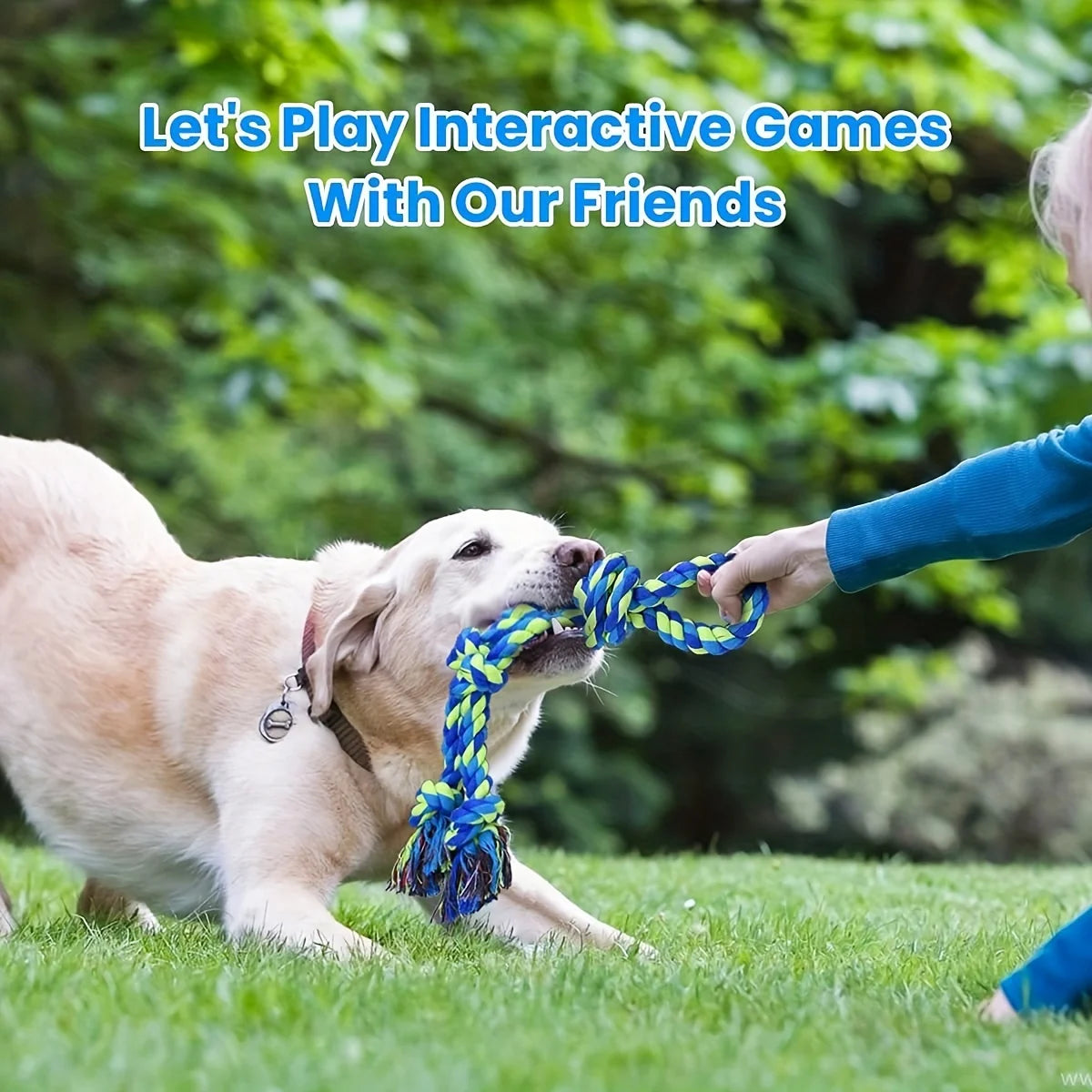 A light-colored dog is playing with a blue knot rope toy outdoors on the grass.