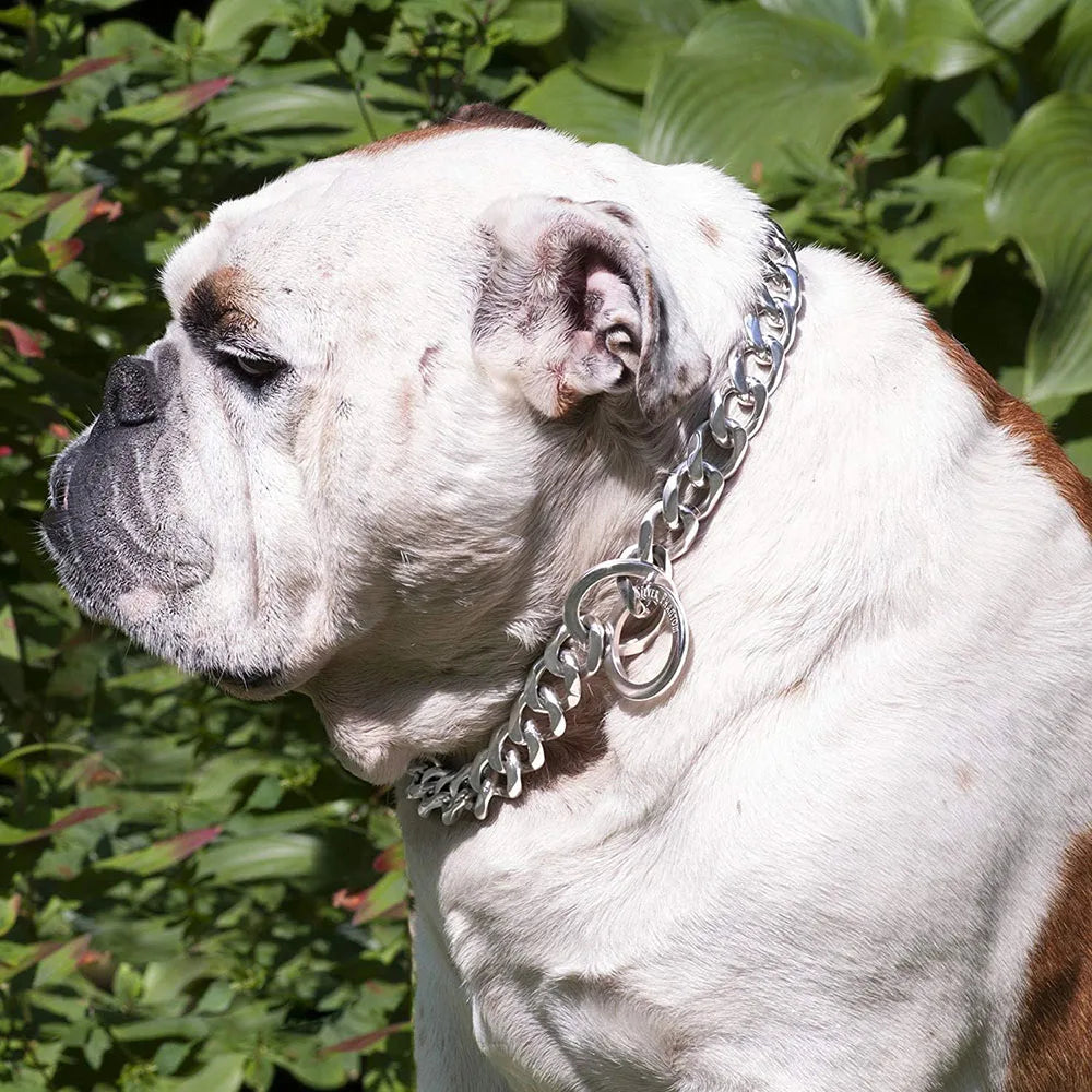 Polished Stainless Steel Slip Chain Dog Collar for Training and Walking