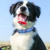 Personalisierte bestickte Nylon-Hundehalsband