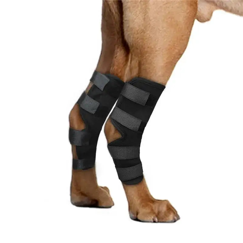Ein Hund trägt schwarze Knieorthesen an den Beinen.