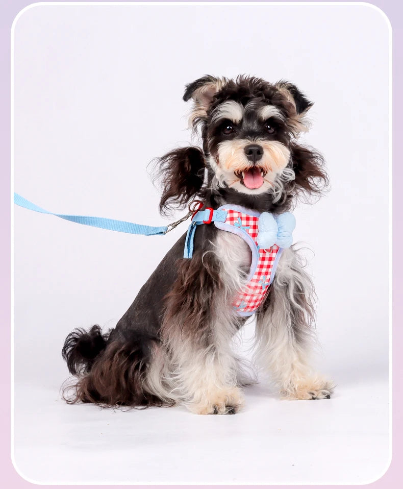 A small, fluffy dog wearing a blue leash and a plaid harness with blue bows.