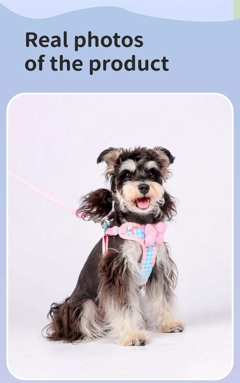 A small, fluffy dog wearing a pink and blue plaid harness with a bow.