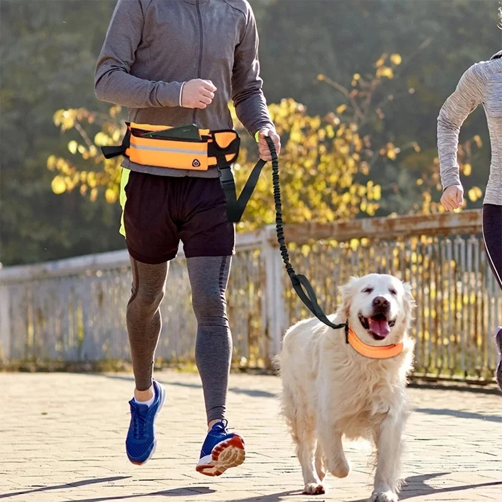 A person is walking a white dog on a hands-free leash, featuring an orange waist bag and reflective trim.
