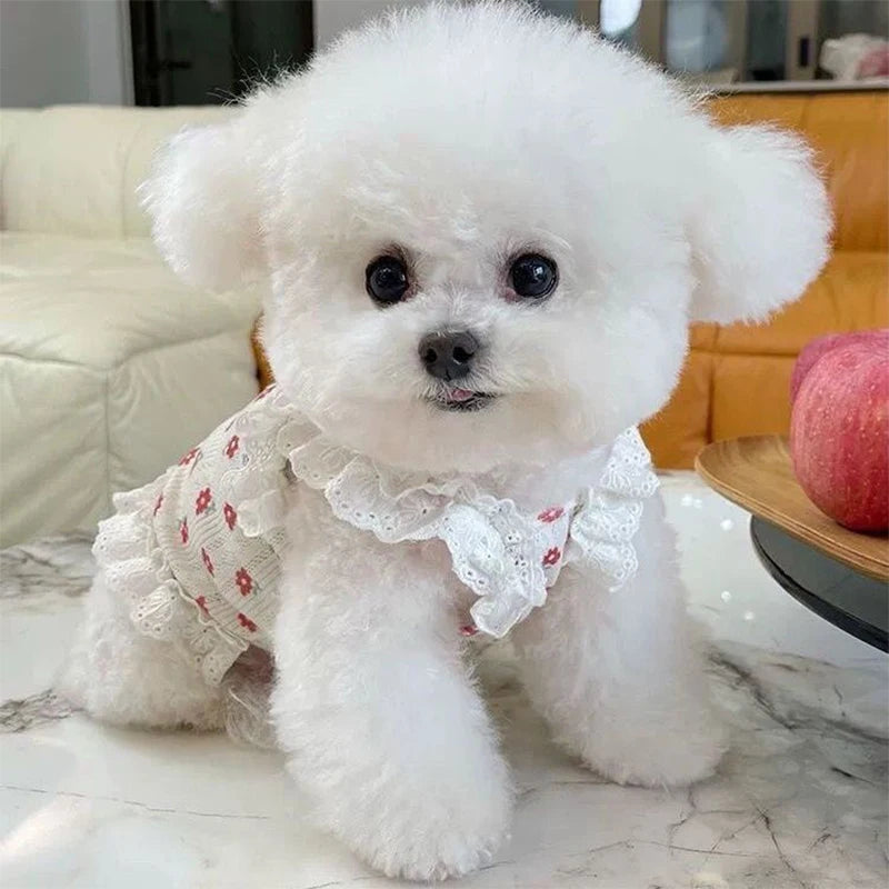 A fluffy white dog wearing a floral print pet vest sitting on a marble surface.