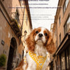 Checkered Nylon Dog Harness for Small Dogs with Leash