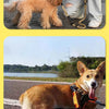 Reflective Bungee Dog Leash with Car Seatbelt Attachment for Large Dogs