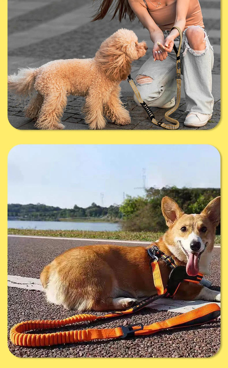 Reflective Bungee Dog Leash with Car Seatbelt Attachment for Large Dogs