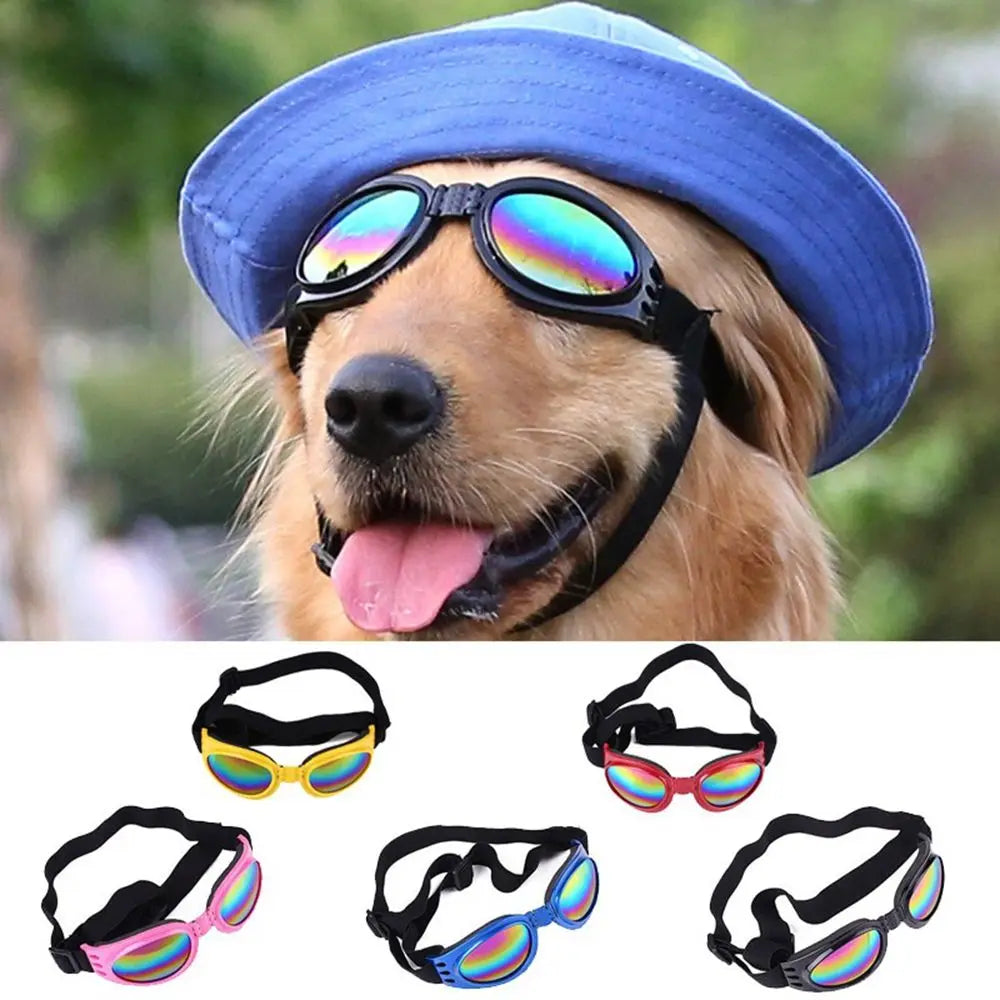 A dog wearing a blue hat and sunglasses, with various colored pet sunglasses shown below.