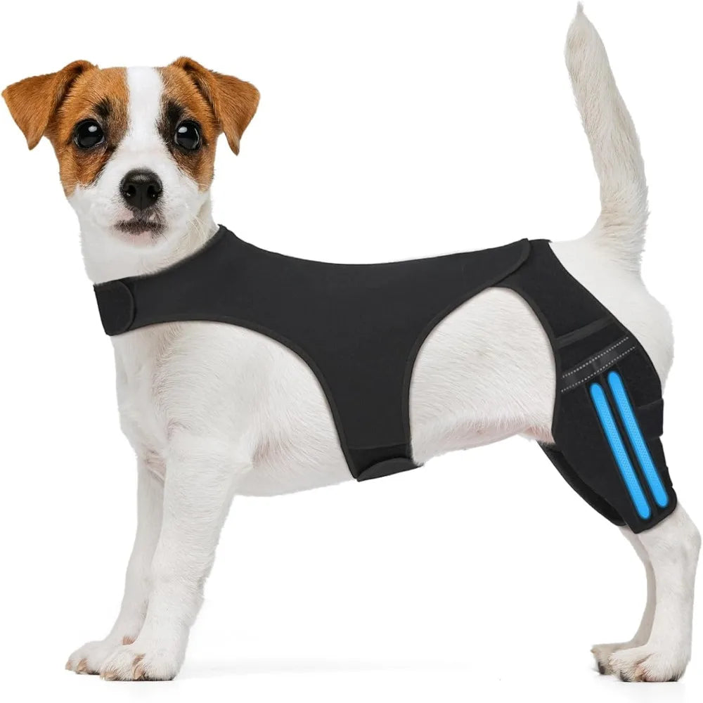 Petit chien brun et blanc portant une attelle pour le genou noire avec des accents bleus.
