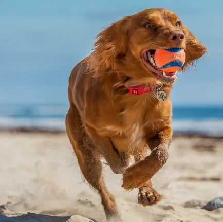 A golden-colored dog is running on a beach with an orange squeaky fetch ball in its mouth.