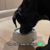 Spill-Resistant Slow Water Feeder Bowl for Dogs