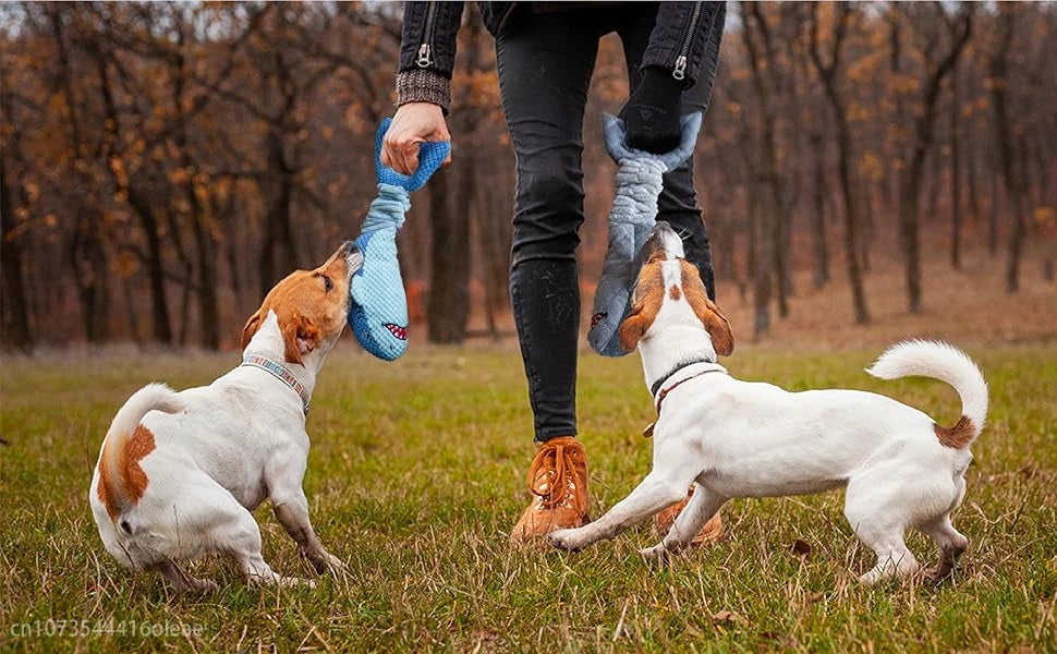 A dog is interacting with a person's hand holding a blue plush shark chew toy in an outdoor setting.