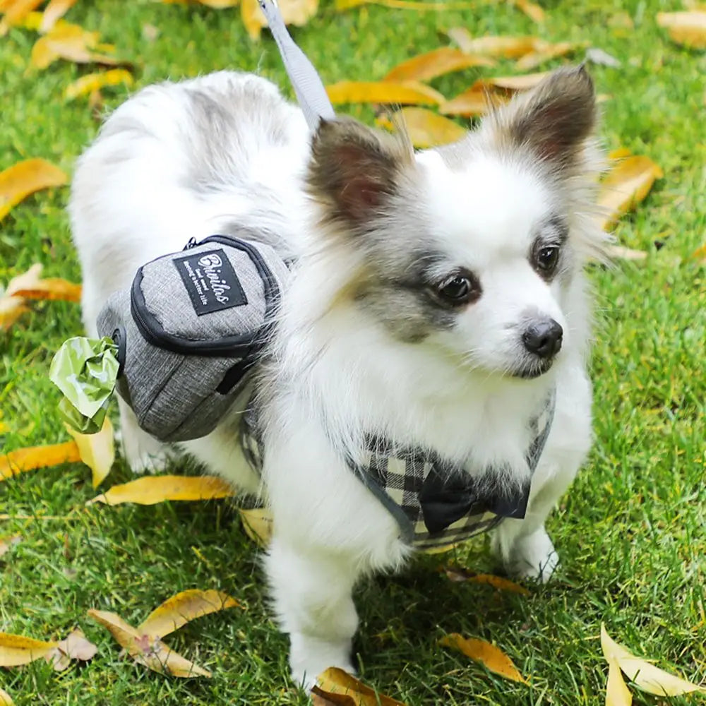 Un chien blanc et gris duveteux se tient sur de l'herbe verte avec un sac noir attaché à sa poitrine.
