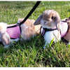 Chaleco Transportador Transpirable para Mascotas con Arnés y Correa