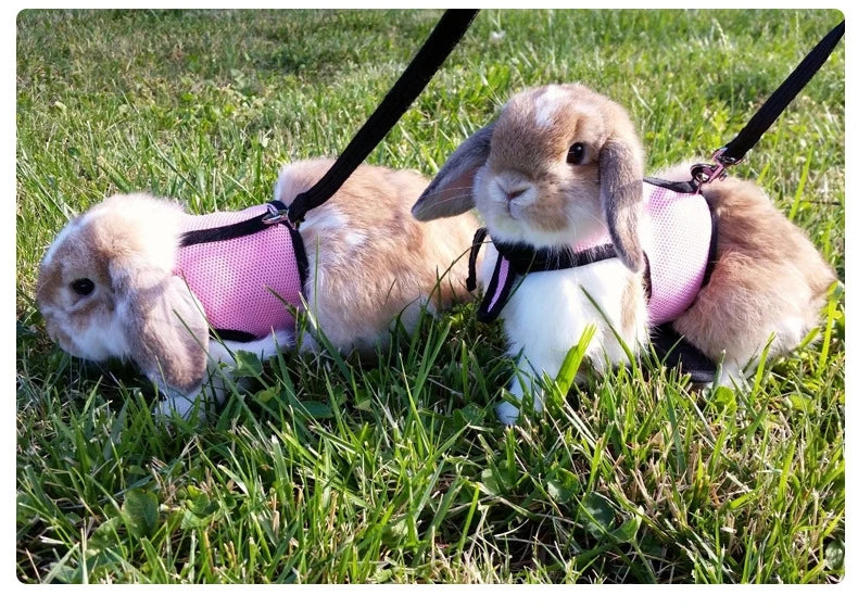 A light brown and white rabbit wearing a pink breathable pet carrier vest with a black harness and leash, lying in green gras
