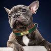 Personalisierte gepolsterte Leder-Hundehalsband mit graviertem Namensschild