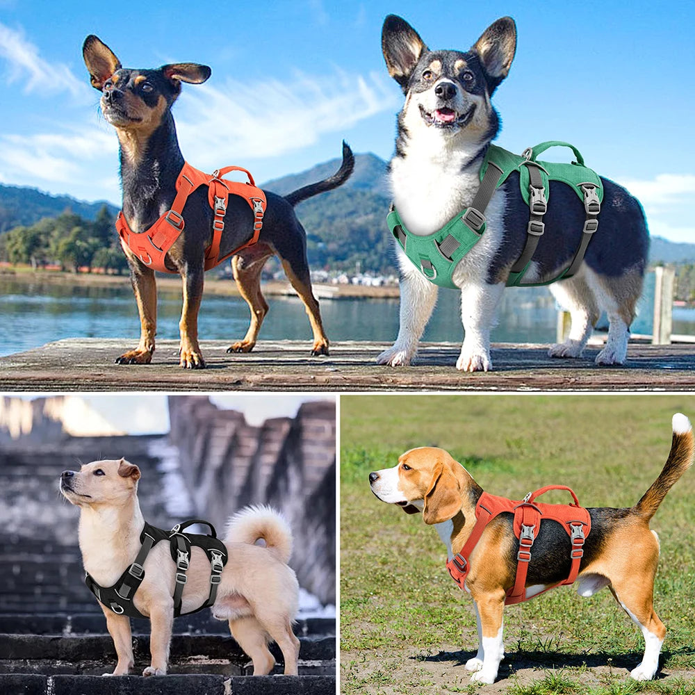 Zwei Hunde tragen reflektierende Nylonhalsbänder im Freien.