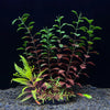 Plantas Decorativas Artificiales para Acuario