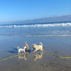 Heavy-Duty Waterproof Dog Leash with Hands-Free Comfort Grip