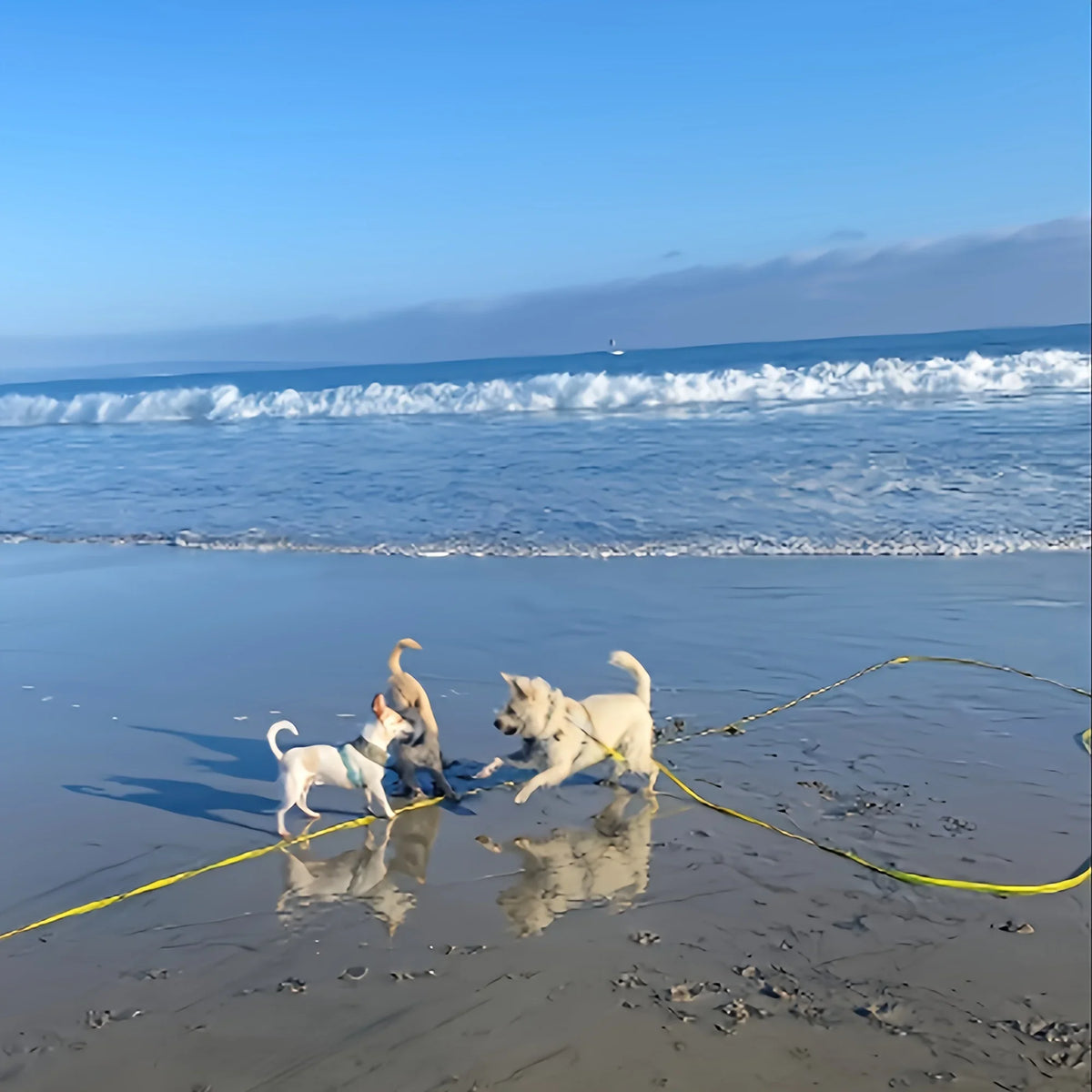 Heavy-Duty Waterproof Dog Leash with Hands-Free Comfort Grip
