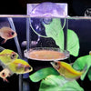 Clear Acrylic Aquarium Feeding Cup Ring Anti-drift Betta Fish Feeder