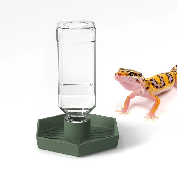Cuenco de agua de vidrio transparente con base verde, para el cuidado de dragones de barbecho o tortugas.