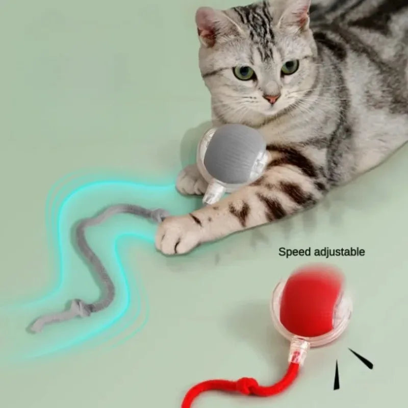 Un chat tigré interagit avec un jouet interactif intelligent, montrant la fonction de vitesse réglable de l'appareil.