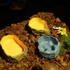 Natural Tree Stump Reptile Feeding and Water Bowl