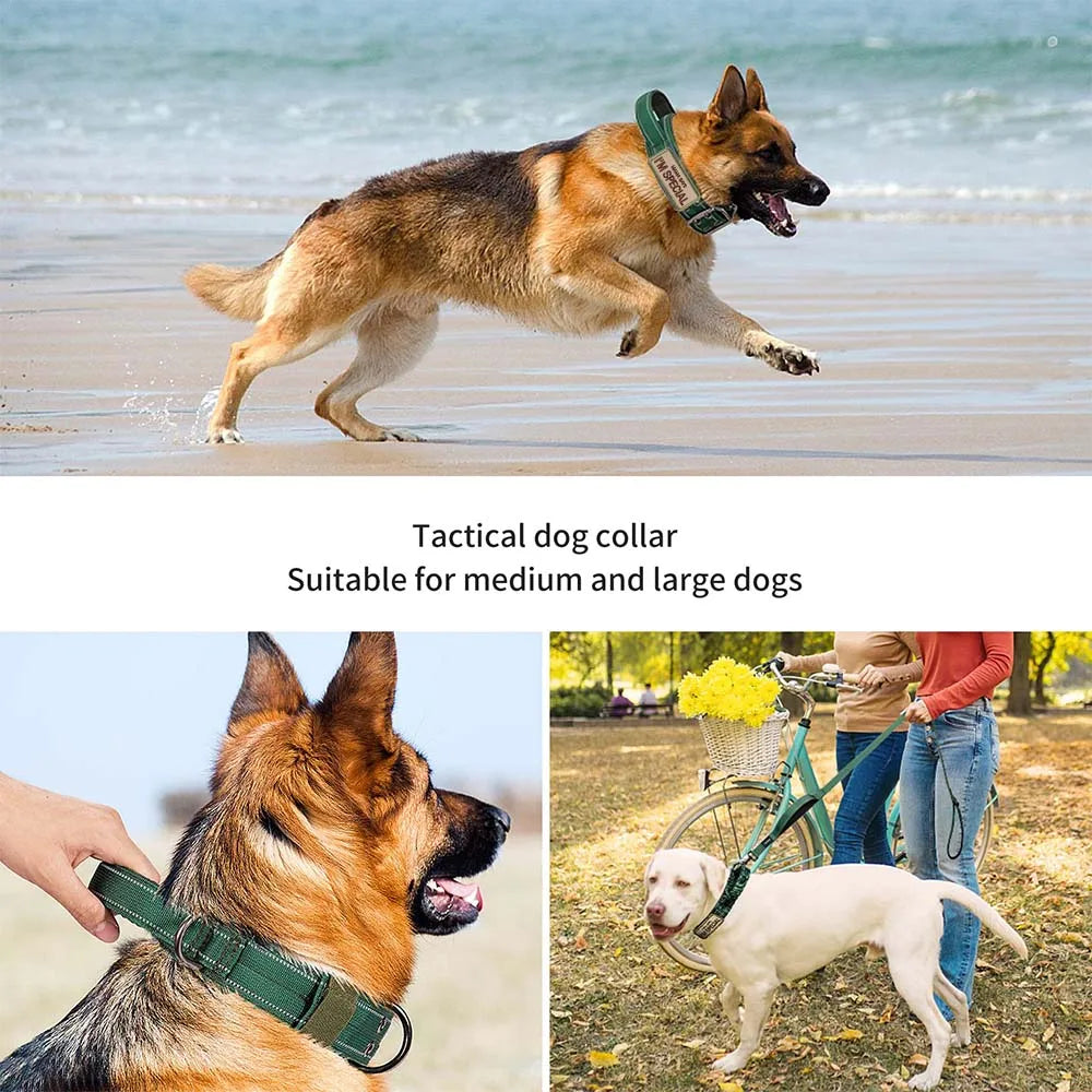 A German Shepherd wearing a tactical dog collar is running on the beach.