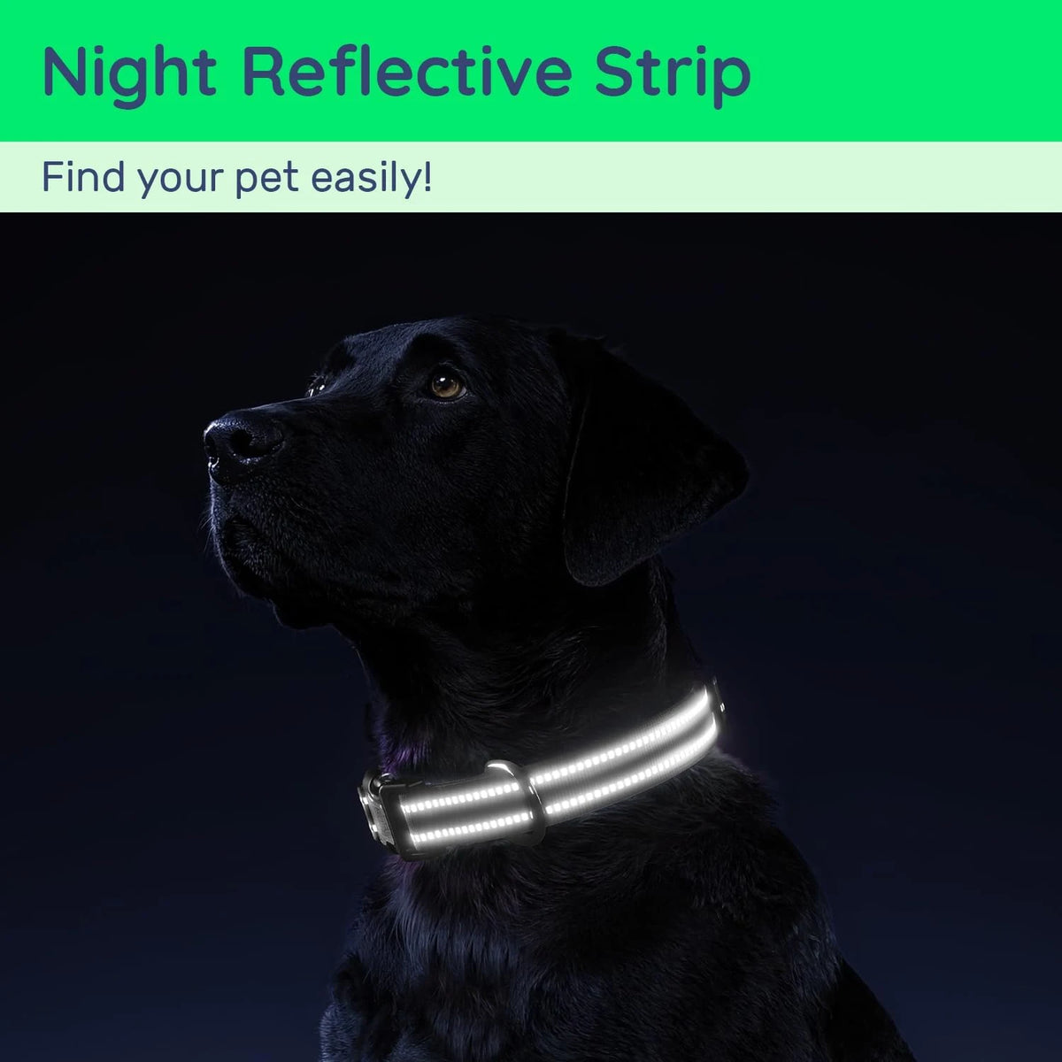 A black dog wearing a night reflective strip collar, designed to help find the pet easily in the dark.