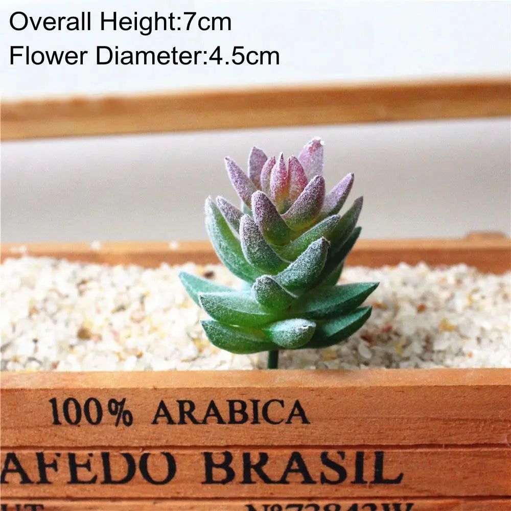 A small, green succulent plant with purple tips is displayed in a wooden box.