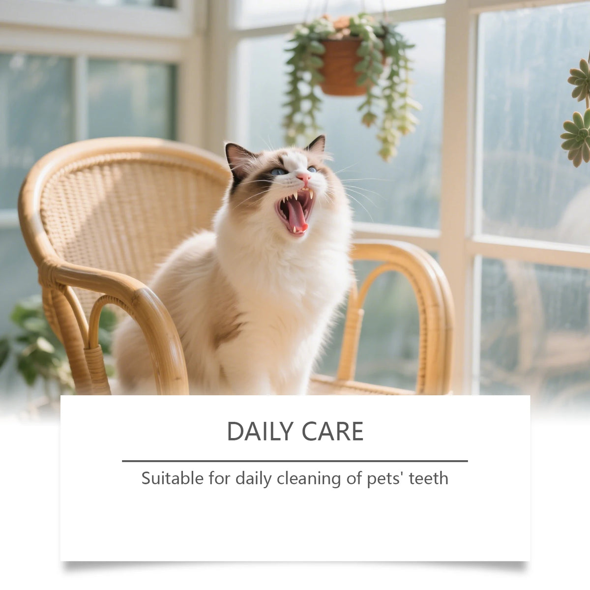 Pet Dental Care Wipes for Dogs and Cats