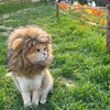 A fluffy orange lion mane costume hat for a cat standing in green grass near a fence.