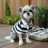 A small white dog wearing a black and white striped polo shirt sitting on a wooden surface.