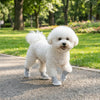 Breathable Anti-Slip Dog Shoes with Adjustable Straps