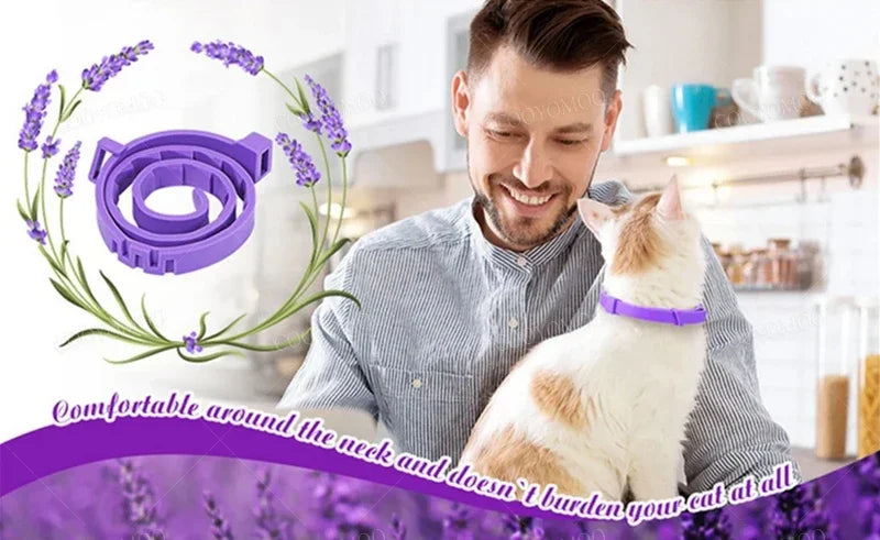 A man holds a white and orange cat wearing a purple pheromone calming collar.