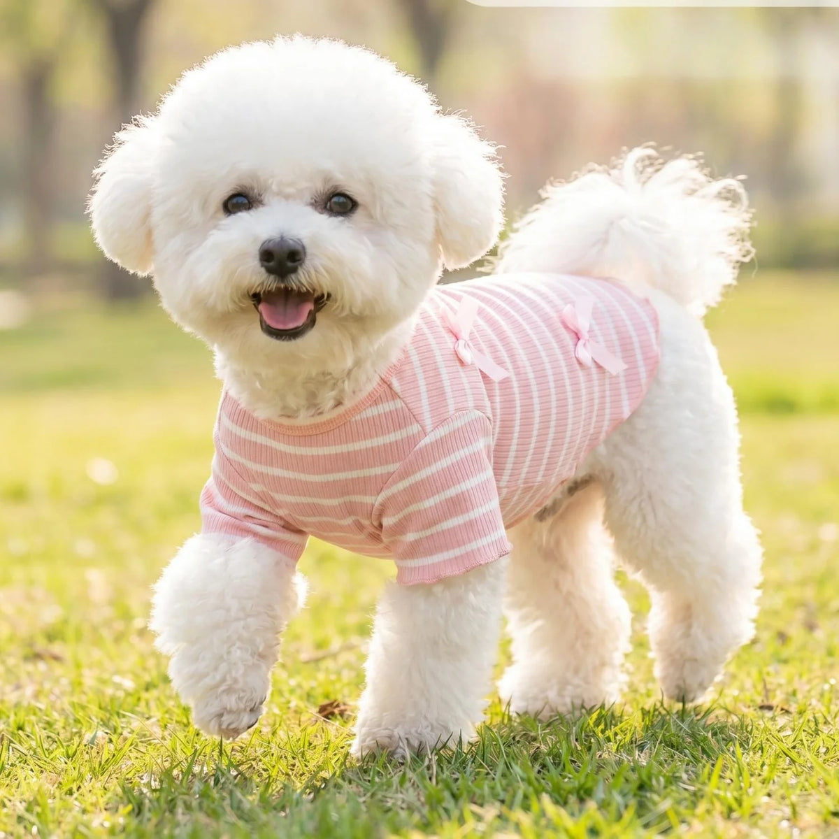A fluffy white dog wearing a pink and white striped shirt outdoors.