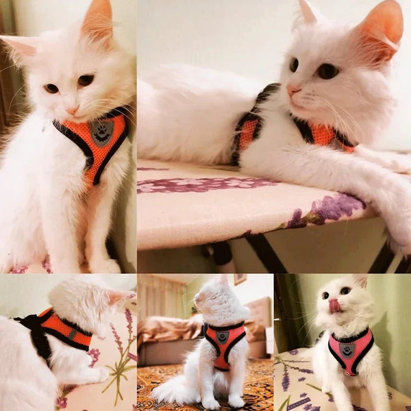 A collection of white cats wearing orange and black pet harnesses.