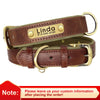 Personalisierte gepolsterte Leder-Hundehalsband mit graviertem Namensschild