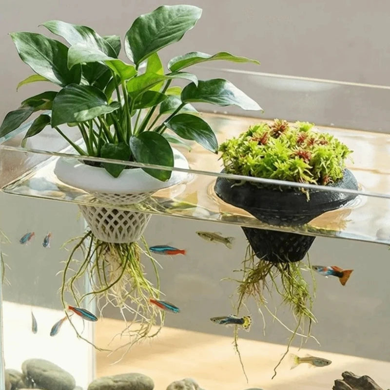 A floating aquarium plant pot with green leaves and moss growing in water, surrounded by small fish.